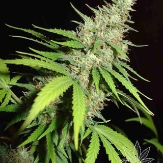 Top 44 (Homegrown Fantaseeds) feminisiert