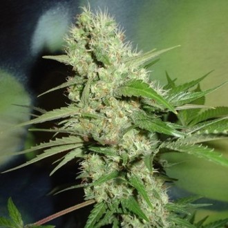 Jack Herer (Homegrown Fantaseeds) feminisiert