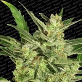 Automaria II (Paradise Seeds) feminized