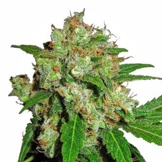 Sensi Skunk (Sensi Seeds) feminisiert