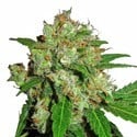 Sensi Skunk (Sensi Seeds) feminisiert