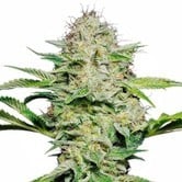 Sensi Skunk Automatic (Sensi Seeds) feminized