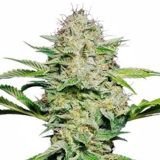 Sensi Skunk Automatic (Sensi Seeds) feminisiert