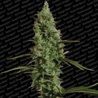 Atomical Haze (Paradise Seeds) feminisiert