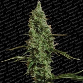 Atomical Haze (Paradise Seeds) feminisiert