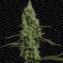 Atomical Haze (Paradise Seeds) feminisiert