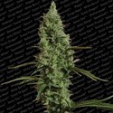 Atomical Haze (Paradise Seeds) feminized