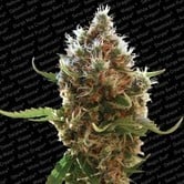 Lucid Bolt (Paradise Seeds) feminized