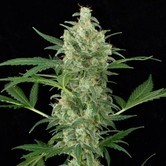 Cheese Autoflowering (Dinafem) feminized
