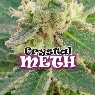 Crystal M.E.T.H. (Dr. Underground) feminized