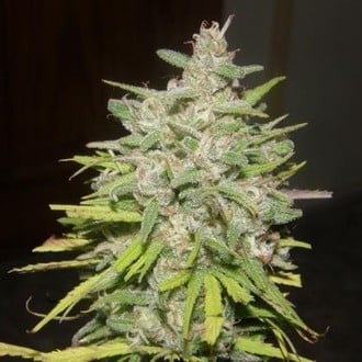 Crystal M.E.T.H. (Dr. Underground) feminized