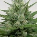 Crystal M.E.T.H. (Dr. Underground) feminized