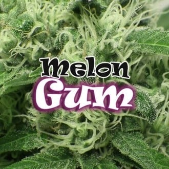 Melon Gum (Dr. Underground) feminisiert