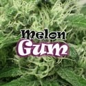 Melon Gum (Dr. Underground) feminisiert