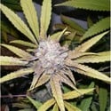 Melon Gum (Dr. Underground) feminized