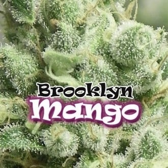 Brooklyn Mango (Dr. Underground) feminisiert