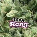 King Kong (Dr. Underground) feminized