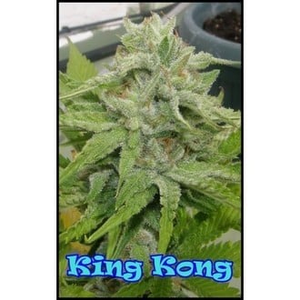 King Kong (Dr. Underground) feminisiert