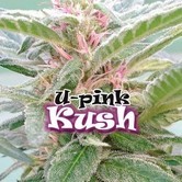 U-Pink Kush (Dr. Underground) feminized