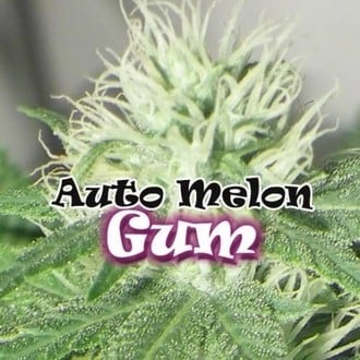 Auto Melon Gum (Dr. Underground) feminisiert