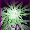 Auto Melon Gum (Dr. Underground) feminisiert