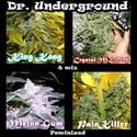 Surprise Killer Mix (Dr. Underground) feminized