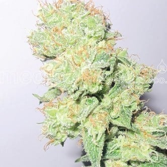 Y Griega CBD (Medical Seeds) feminized