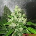 Y Griega CBD (Medical Seeds) feminisiert