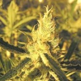 Y Griega CBD (Medical Seeds) feminized