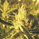 Y Griega CBD (Medical Seeds) feminisiert