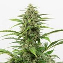 Critical+ Autoflowering (Dinafem) feminisiert