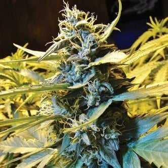 Auto Northern HOG (T.H. Seeds) feminisiert