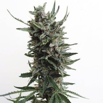 Auto Critical HOG (T.H. Seeds) feminisiert