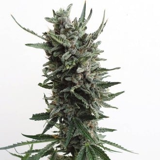 Auto Critical HOG (T.H.Seeds) feminisiert