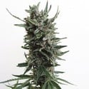 Auto Critical HOG (T.H.Seeds) feminisiert