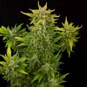 Fruit Autoflowering (Dinafem) feminisiert