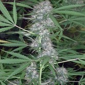 Caribe (Cannabiogen) feminized