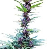 Deluxe Mix (Cannabiogen) feminized