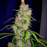 Destroyer (Cannabiogen) regular