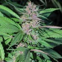 Pakistan Chitral Kush (Cannabiogen) feminized