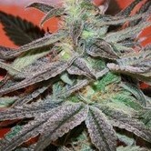 Panama D.C. (Cannabiogen) feminized