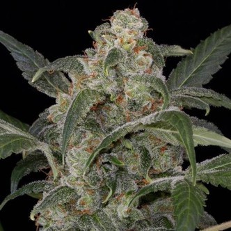 Haze 2.0 Autoflowering (Dinafem) feminized