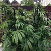 Outdoor Mix (Female Seeds) feminized