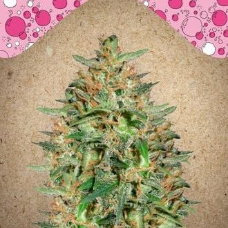 BubbleGummer (Female Seeds) feminized