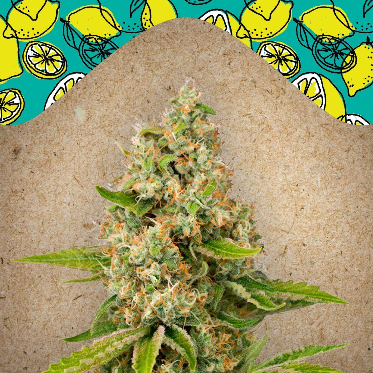 Lemon Kush Female Seeds Zamnesia