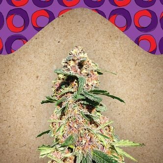 Red Purps (Female Seeds) feminized