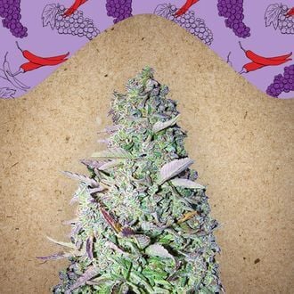 Purple Maroc (Female Seeds) feminisiert