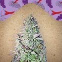 Purple Maroc (Female Seeds) feminized