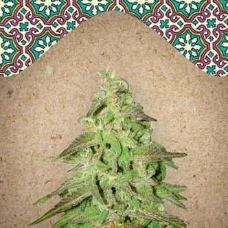Maroc (Female Seeds) feminized