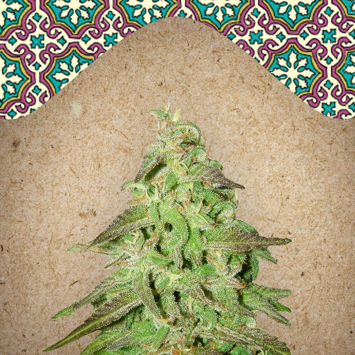 Maroc Feminisiert (Linda Seeds)